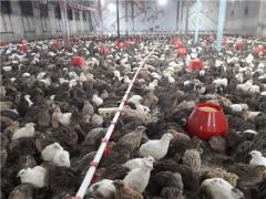 فروش بلدرچین تخمگذار و گوشتی و جوجه یک روزه اصلاح