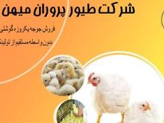 فروش جوجه یکروزه ( بوقلمون ) مرغ تخم گذار بومی نیمچه تخم