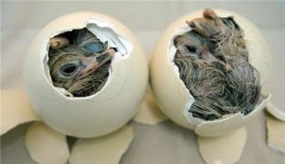 تخم نطفه دار انواع طیور و پرندگان