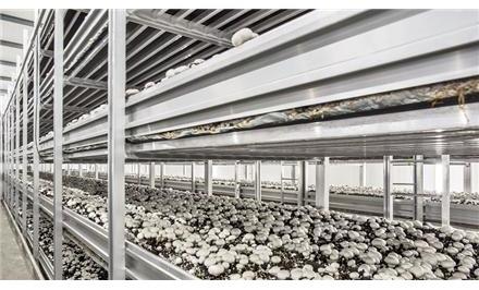 اجاره سالن پرورش قارچ 120 متری تک سالنه با تجهیزات