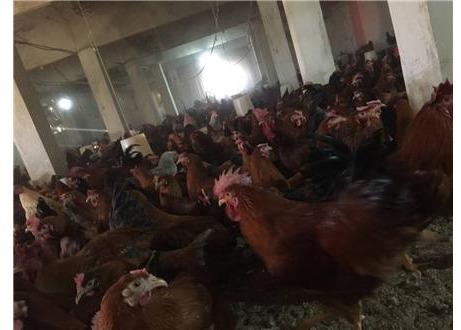 فروش مرغ بومی مرغ تخمگذار مرغ اصلاح شده