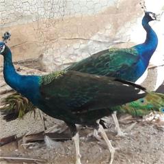 خرید و فروش تخم طاووس decoding=