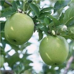 فروش درخت سیب سبز پیوندی ضیافتی