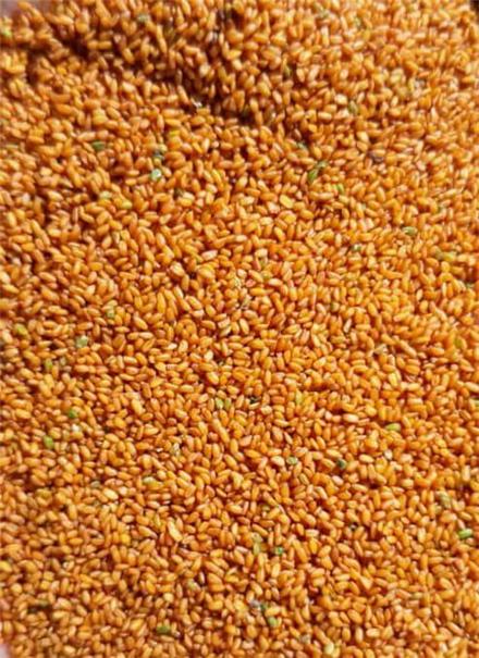 خرید و فروش انواع بذر کشاورزی ایرانی و خارجی
