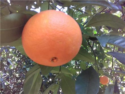 فروش درخت پرتقال تاراکو خونی گلدانی
