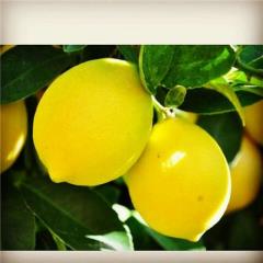 فروش لیمو ترش تغند