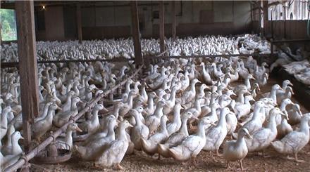 فروش اردک پکنی سفید یکروزه ، یکماهه