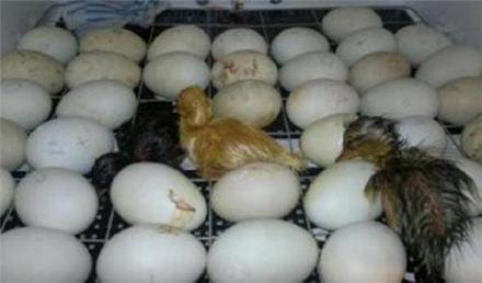 دستگاه جوجه کشی , فروش تخم نطفه دار تمام پرندگان