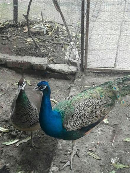 فروش عمده تخم نطفه دار طاووس