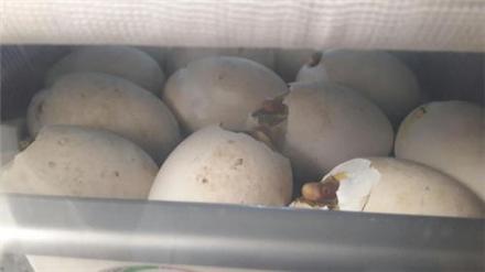 فروش دستگاه جوجه کشی تخم شترمرغ
