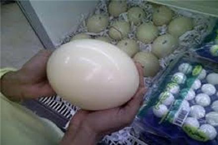 فروش تخم نطفه دار , شانه و سبد هچر , دستگاه جوجه کشی