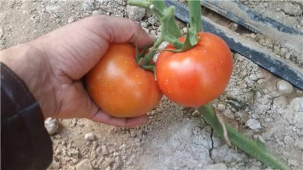 گوجه دافنیس صادراتی