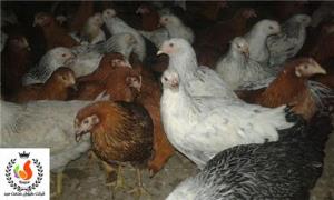 فروش نیمچه مرغ محلی 3 ماهه تخمگذار بومی , سه ماهه
