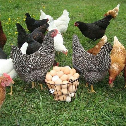 ایجاد درامد و اشتغال با پرورش مرغ بومی
