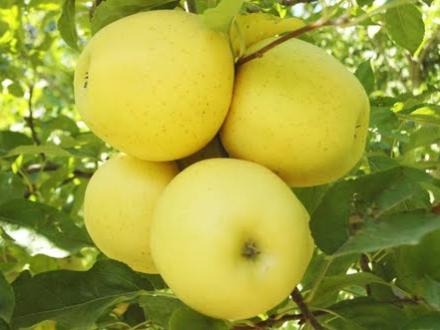 فروش مستقیم سیب درختی صادراتی از تولید کننده