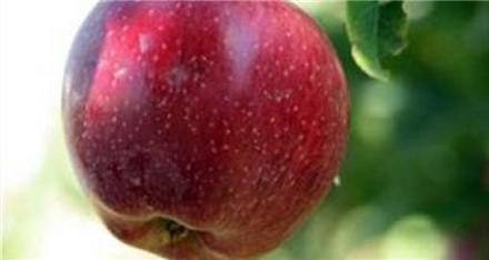فروش سیب درختی سمیرم
