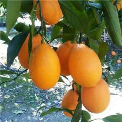 فروش درخت پرتقال موزی کشیده توسرخ گلدانی