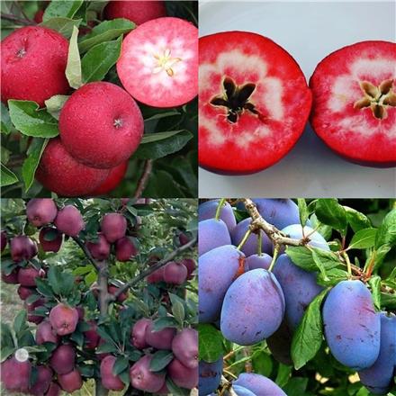 فروش انواع نهال میوه