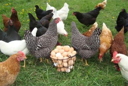 فروش مرغ تخمگذار بومی از یک روزه تا 6 ماهه