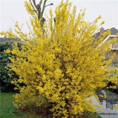 درختچه یاس زرد