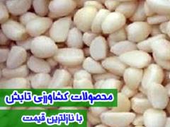 تولید و فروش سیر مروارید همدان , ثوم