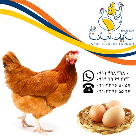فروش مرغ و نیمچه بومی تخم گذار , اصلاح نژاد شده