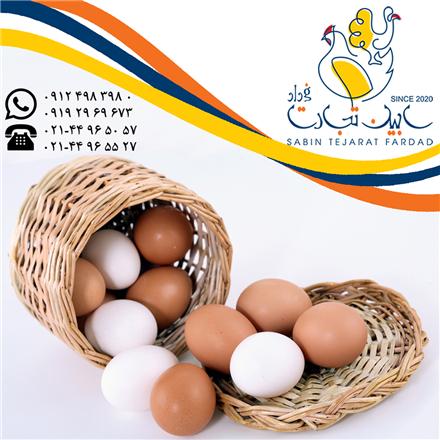 فروش و صادرات تخم مرغ خوراکی سفید و قهوه ای سابین