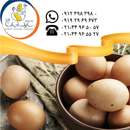 فروش و صادرات تخم مرغ خوراکی محلی سابین تجارت