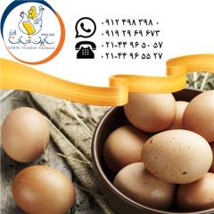 فروش و صادرات تخم مرغ خوراکی محلی سابین