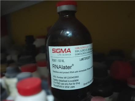 فروش محلول محافظت کننده RNA یا RNA later