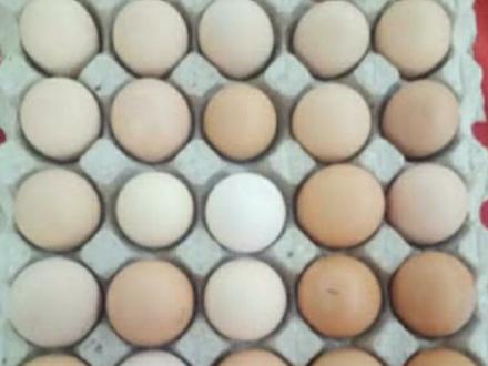فروش تخم مرغ و تخم غاز محلی