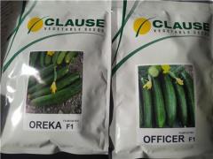 بذر خیار اورکا ، آفیسر ، سوپر استار و بذر گوجه