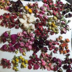 فروش گل خشک غنچه رز وساناز در رنگهای الیزابت