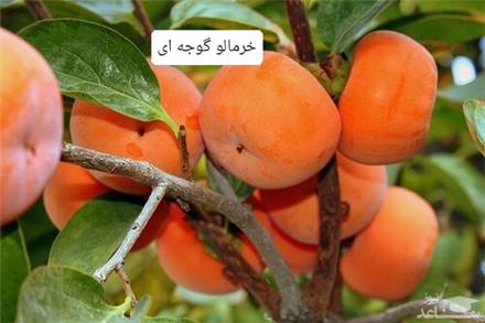 خرید نهال خرمالو گوجه ای