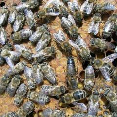 پرورش و نگهداری و تکثیر زنبور عسل
