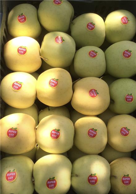 فروش سیب زرد در مهاباد
