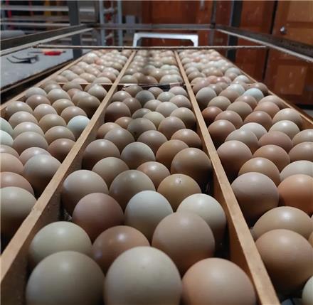 فروش تخم نطفه دار قرقاول آمریکایی