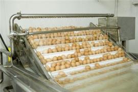 خط سپراتور و سیستم شستشو و بسته بندی تخم مرغ