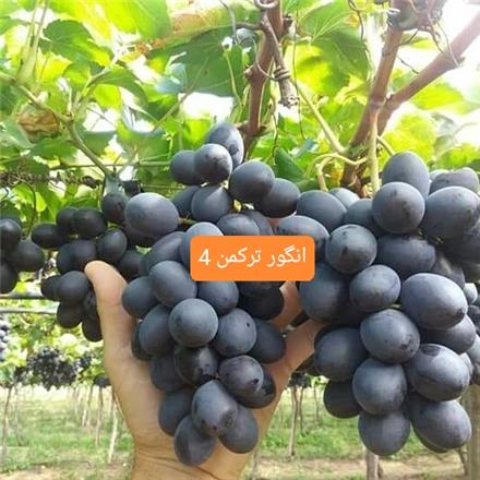 فروش نهال انگور ترکمن 4