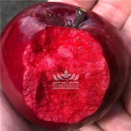 نهال سیب تو سرخ