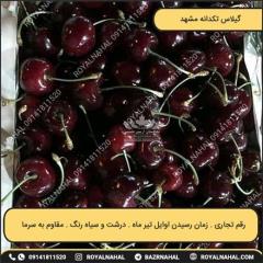 گیلاس تکدانه