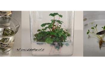 فروش محیط کشتهای آماده گیاهی موراشی اسکوگ MS، B5 و WPM از مرک آلمان