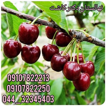 فروش عمده نهال آلبالو مجارستانی