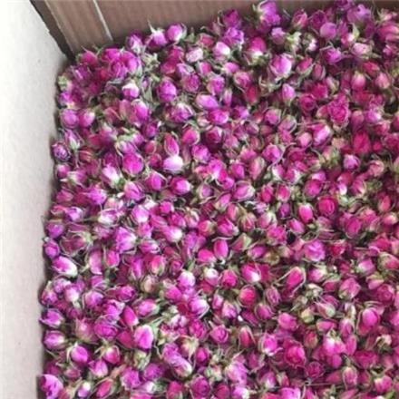 فروش انواع غنچه گل محمدی