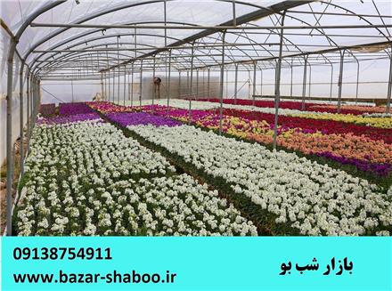 فروش گل شب بو بصورت عمده ۱۴۰۲ + ارسال به سراسر ایران