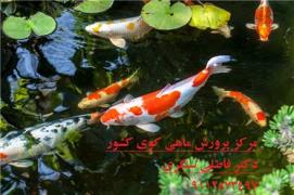 فروش انواع ماهی کوی صادراتی در ایران