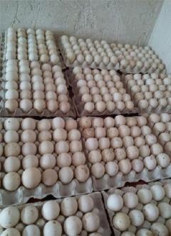 فروش تخم نطفه دار طیور