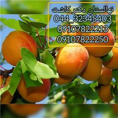 فروش نهال زردآلو پرتقالی و انواع نهال میوه decoding=