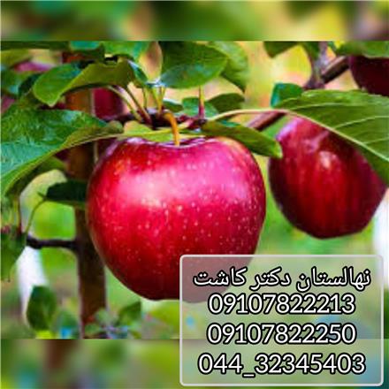 فروش نهال سیب گلاب و انواع ارقام نهال