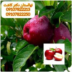 فروش نهال سیب قرمز لبنان